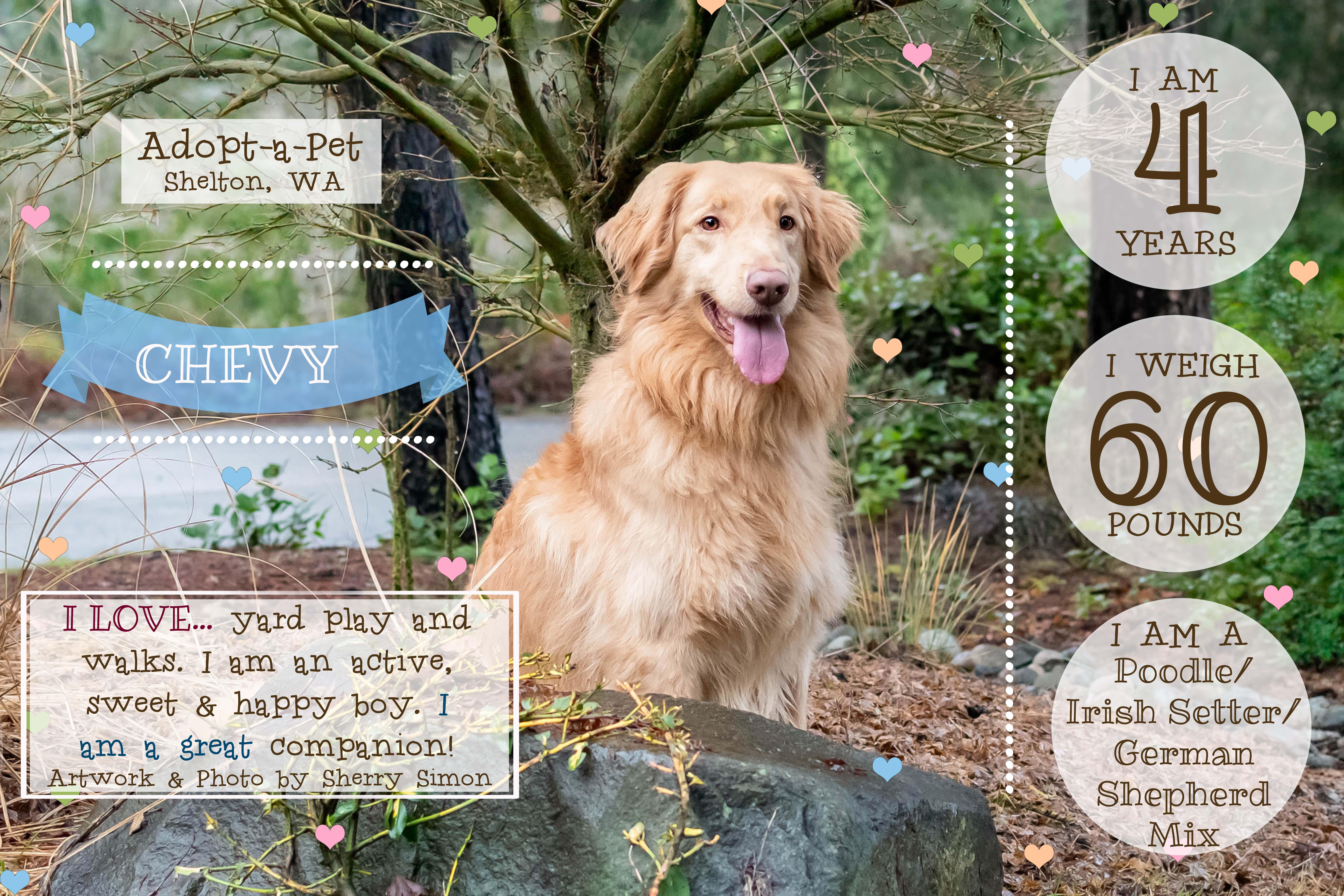 Enlarge CHEVY, a Adoptable mixed breed in Shelton, WA image 2/6