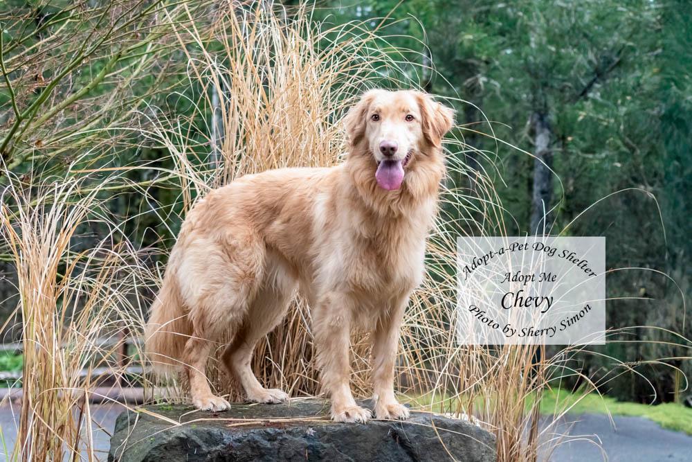 Enlarge CHEVY, a Adoptable mixed breed in Shelton, WA image 6/6