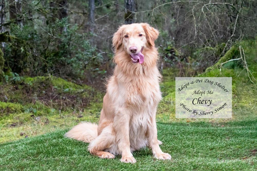Enlarge CHEVY, a Adoptable mixed breed in Shelton, WA image 5/6