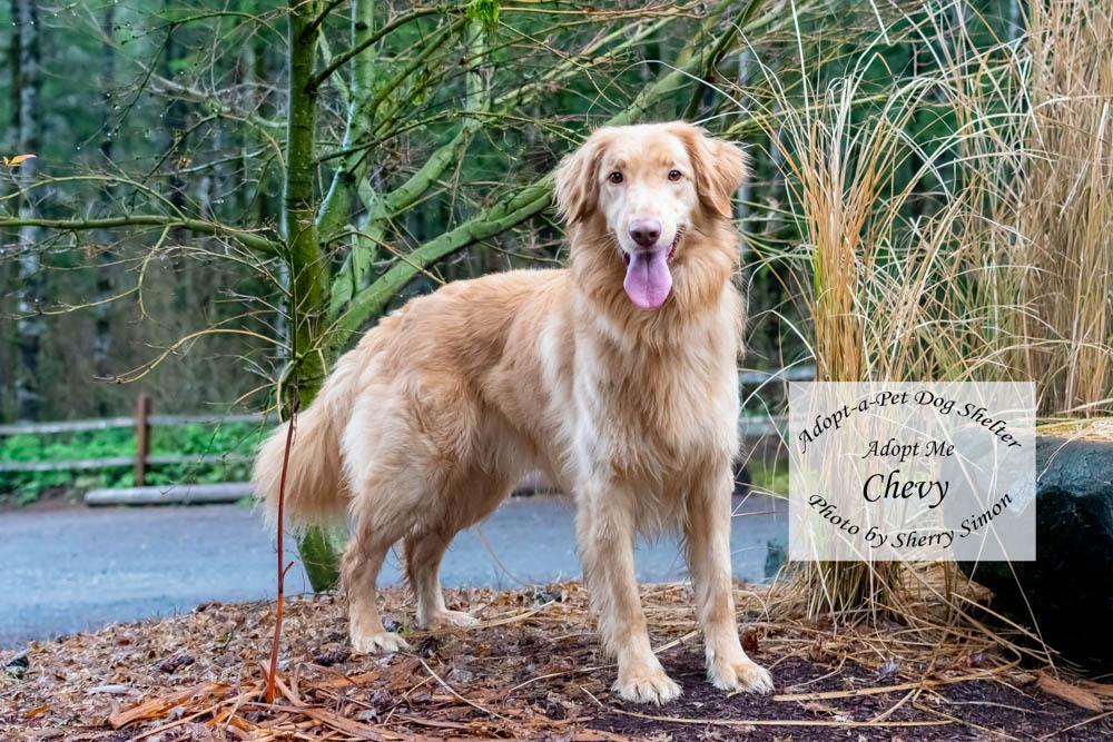 Enlarge CHEVY, a Adoptable mixed breed in Shelton, WA image 3/6