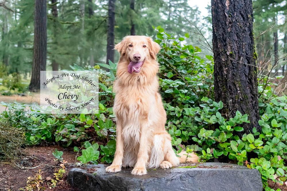 Enlarge CHEVY, a Adoptable mixed breed in Shelton, WA image 4/6