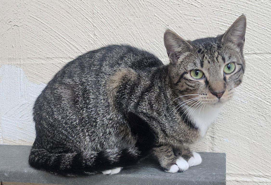 251733 Ivy, Adoptable, Adult Female Domestic Short Hair.