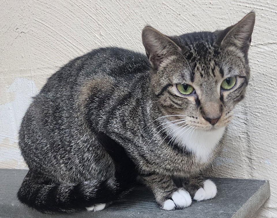 Enlarge 251733  Ivy, a Adoptable Domestic Short Hair in Wetumpka, AL image 2/3