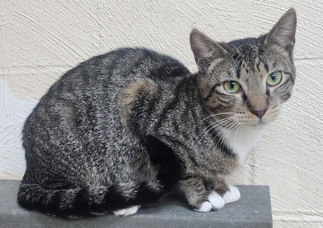 Enlarge 251733  Ivy, a Adoptable Domestic Short Hair in Wetumpka, AL image 3/3