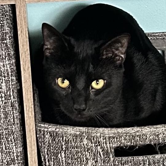 Binx
