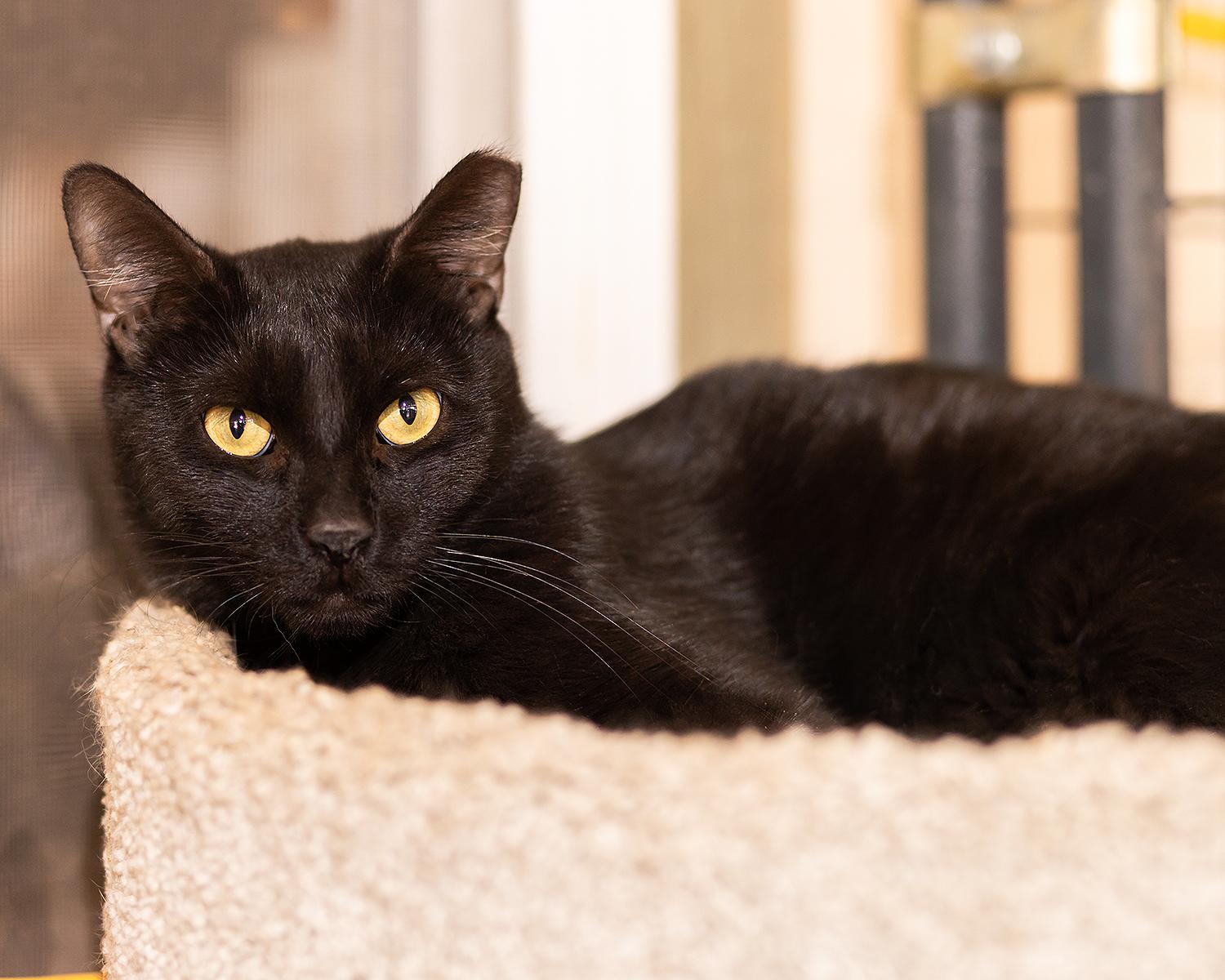 Mr. Charm, ADOPTABLE, Adult Male Domestic Short Hair.