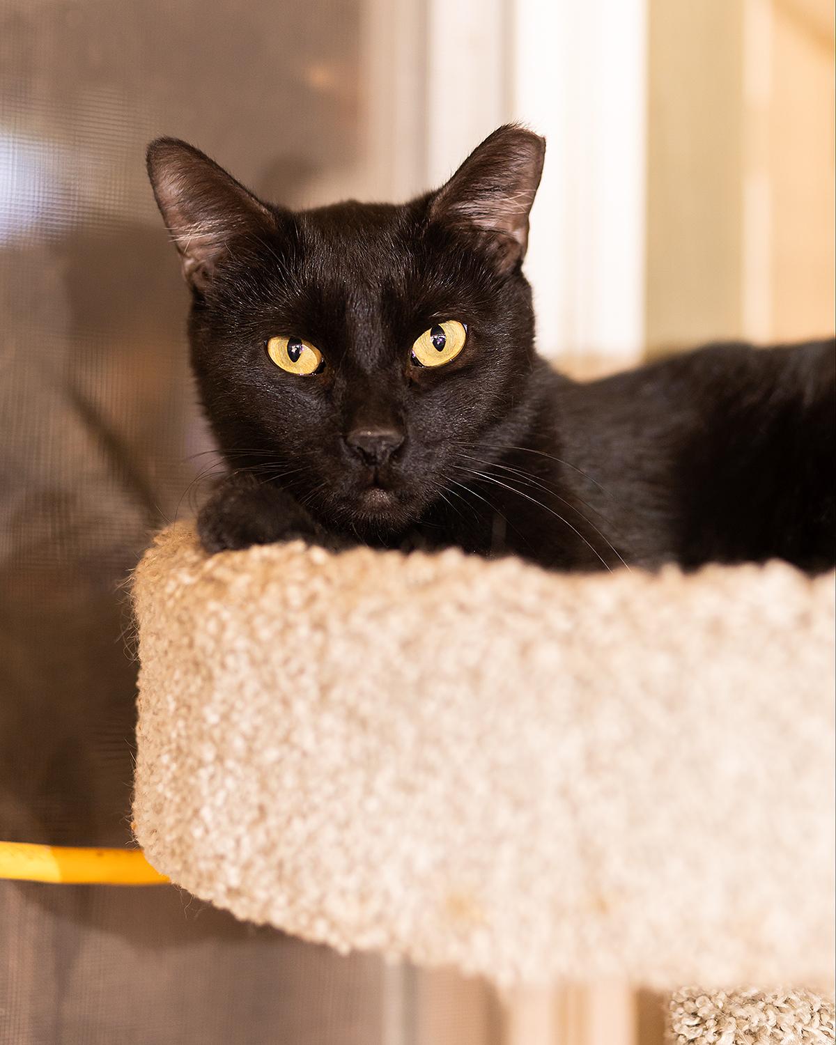 Mr. Charm, a ADOPTABLE Domestic Short Hair in Marana, AZ image 2/2