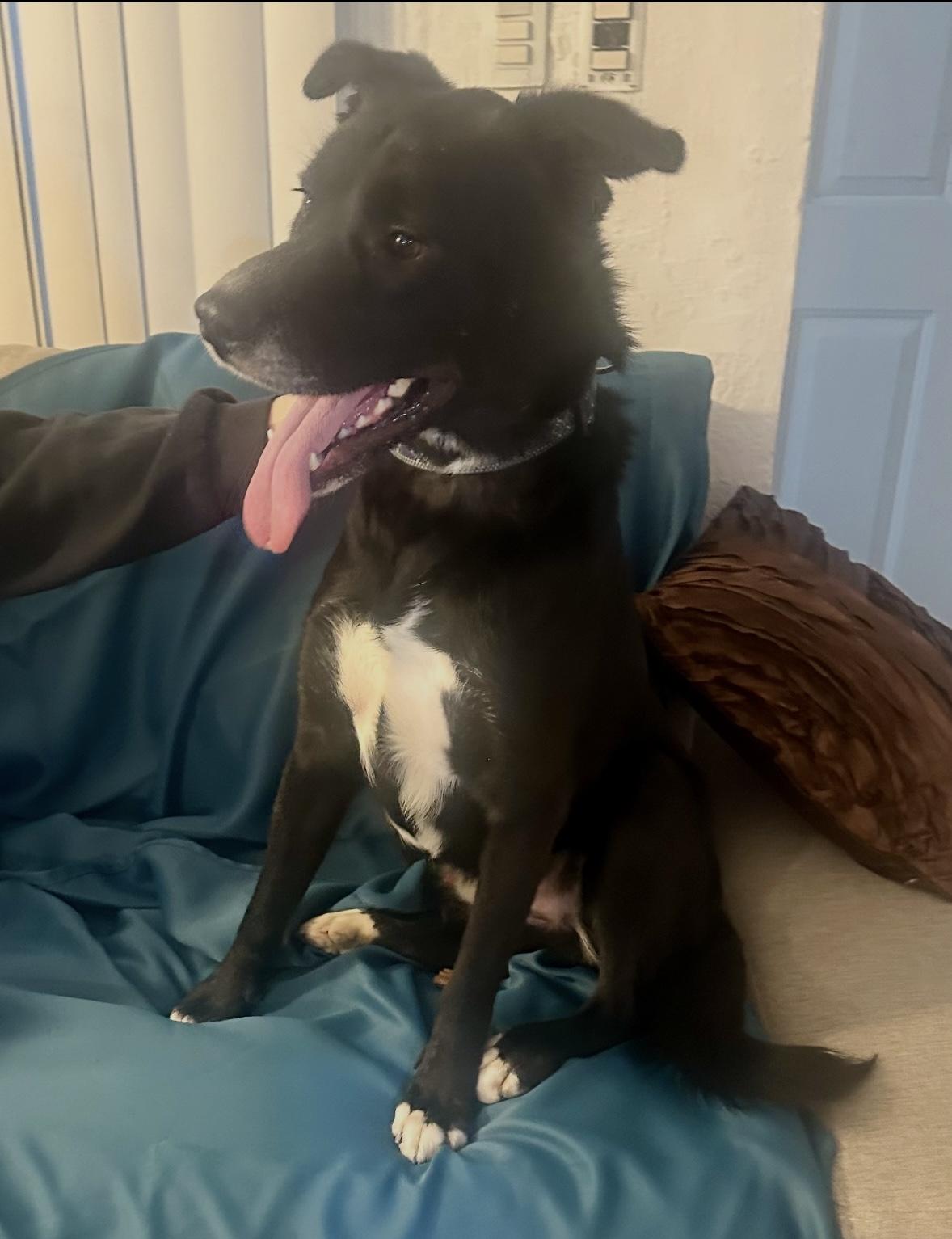 Enlarge Prince Charming, a ADOPTABLE mixed breed in Toluca Lake, CA image 3/3