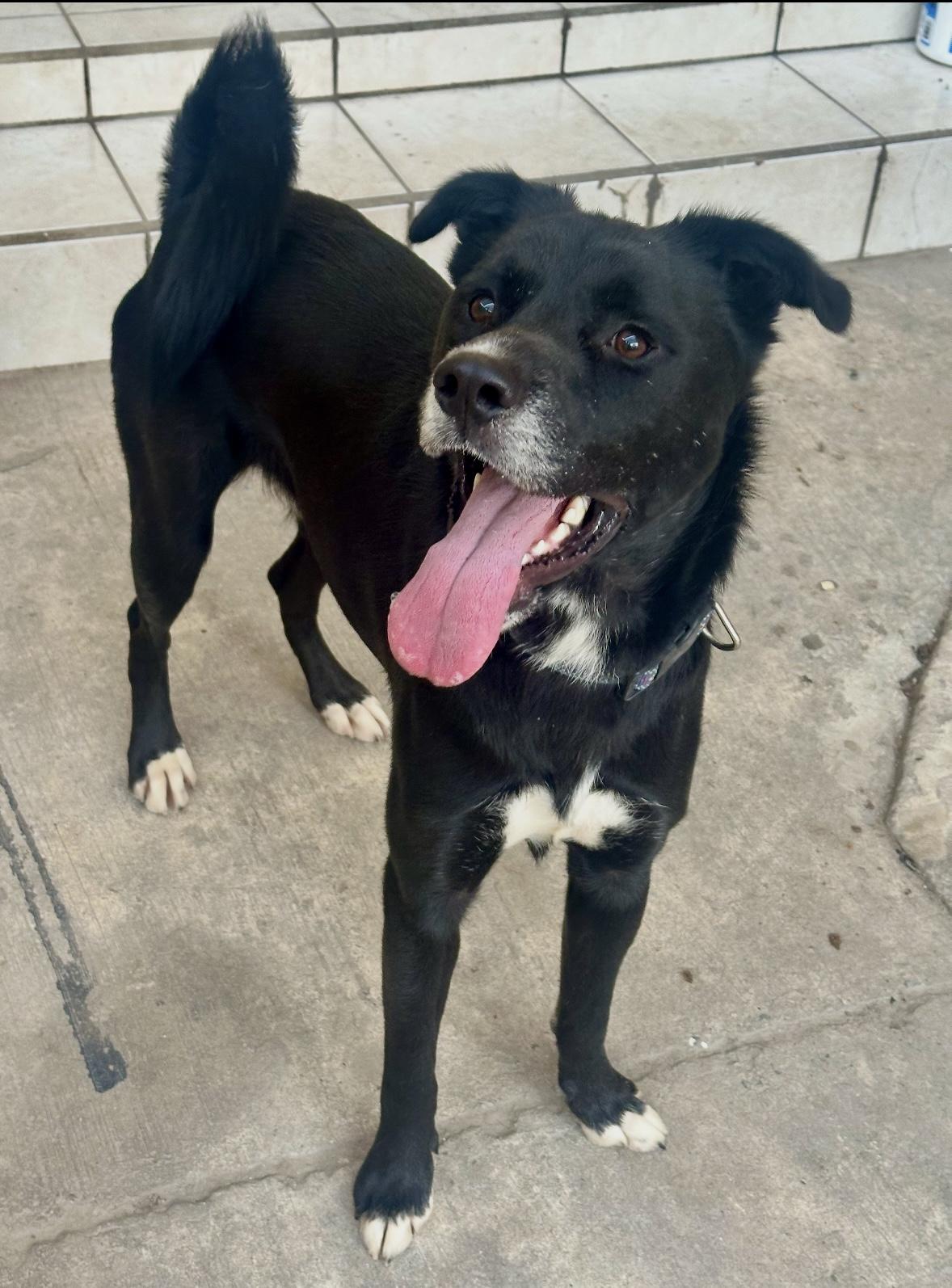 Enlarge Prince Charming, a ADOPTABLE mixed breed in Toluca Lake, CA image 1/3