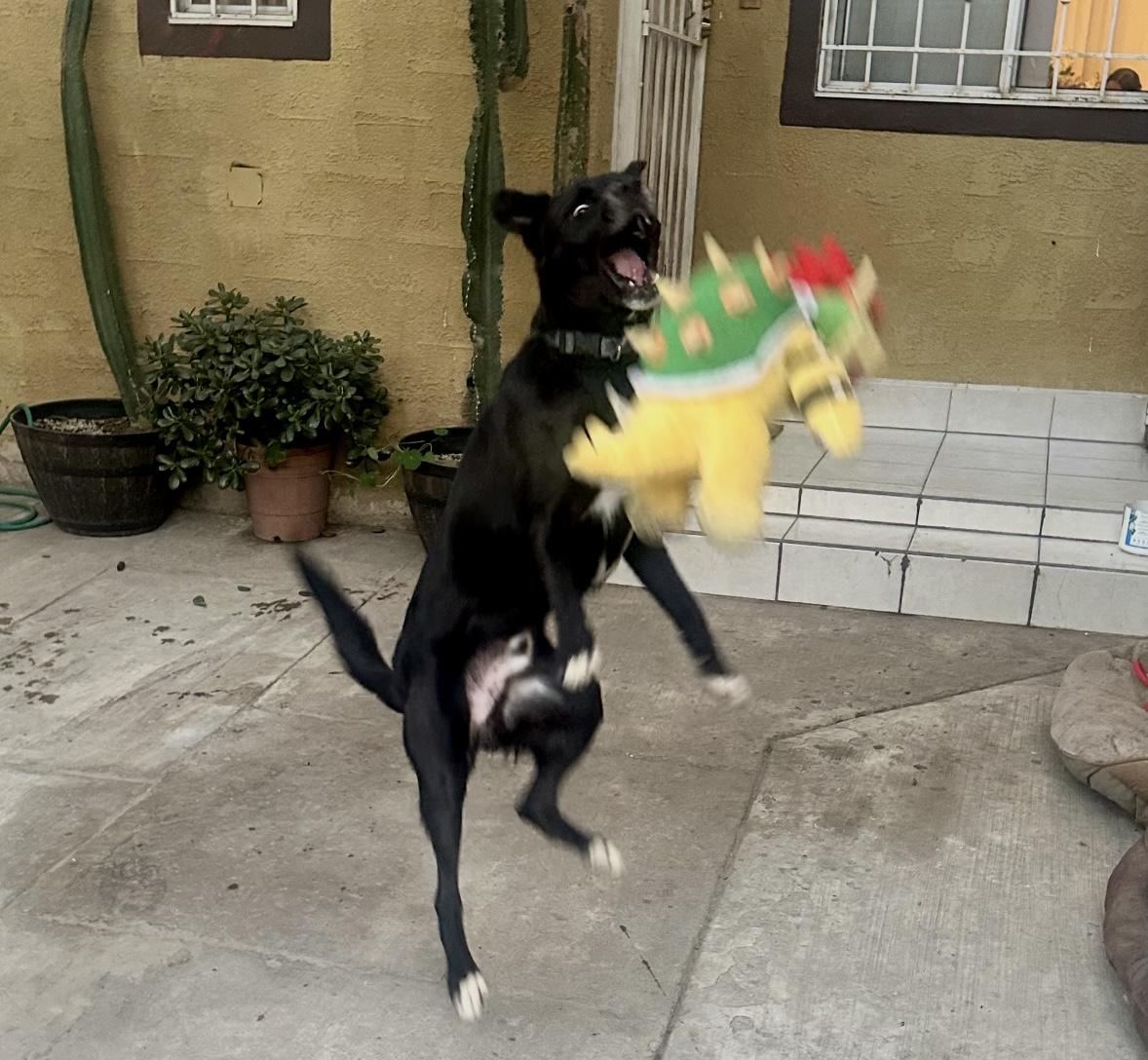 Enlarge Prince Charming, a ADOPTABLE mixed breed in Toluca Lake, CA image 2/3