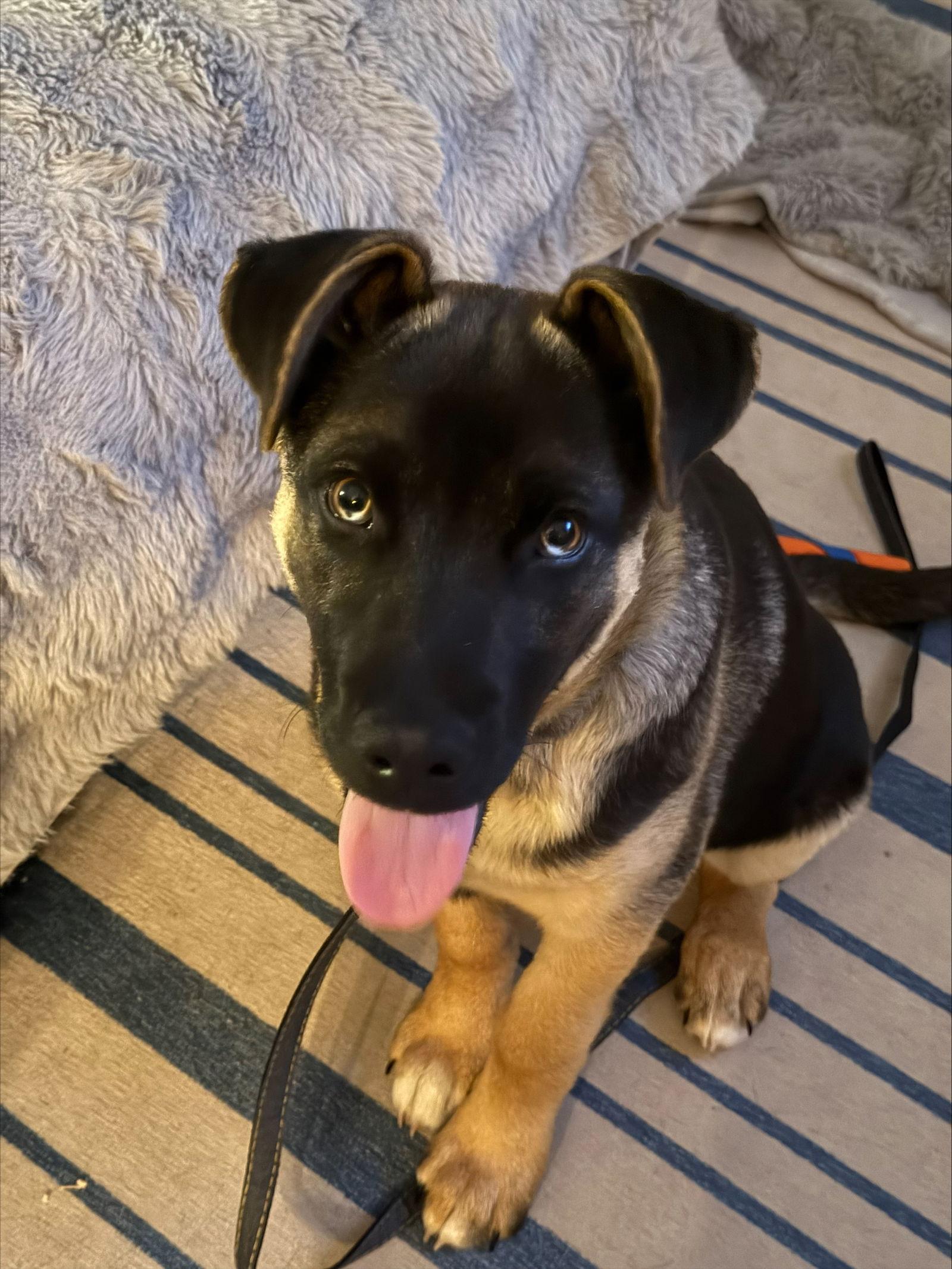 Enlarge Brownie, a Adoptable Shepherd in Seattle, WA image 1/3