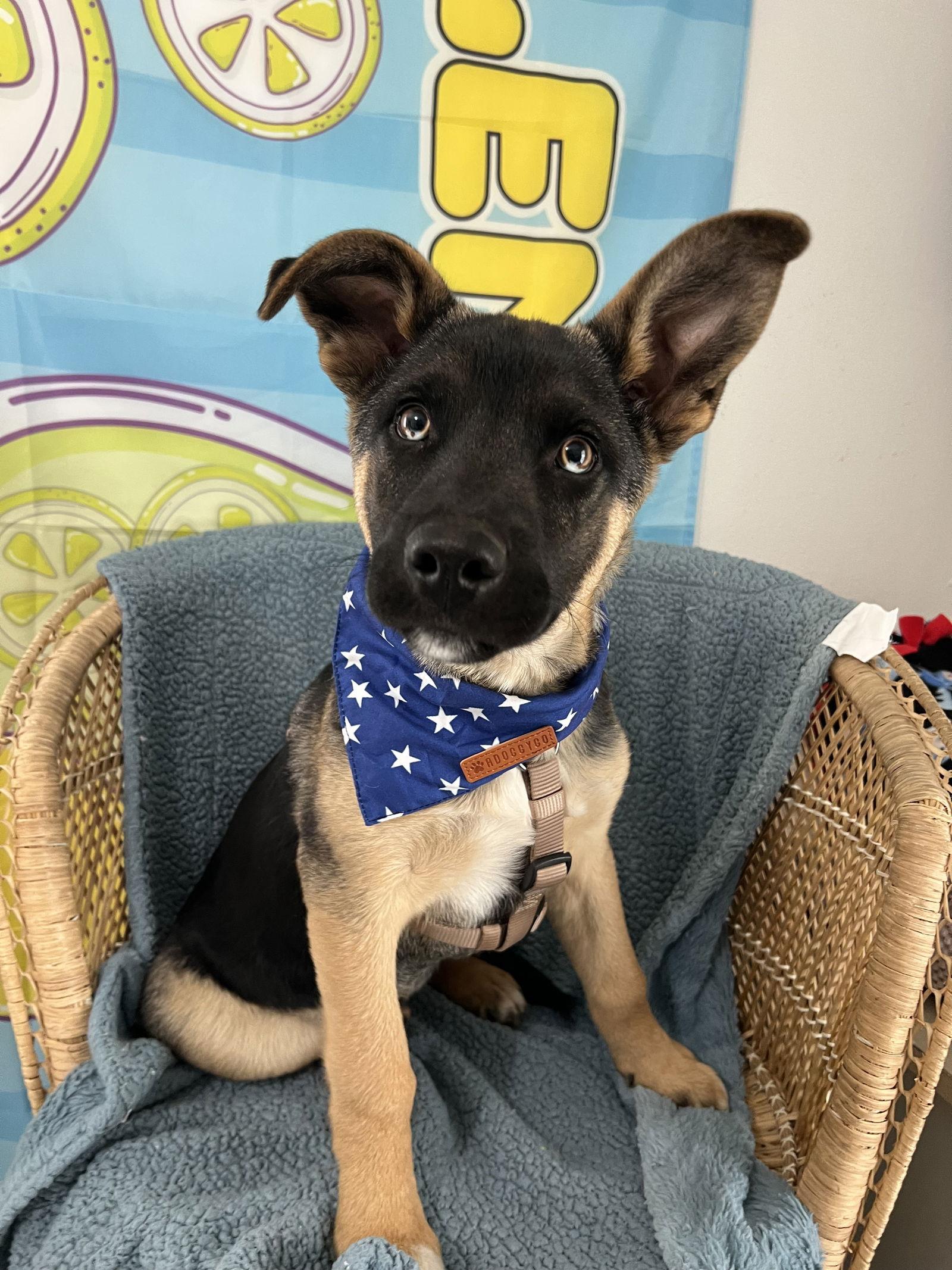 Brownie, Adoptable, Puppy Male Shepherd.