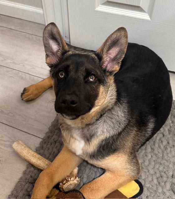 Enlarge Brownie, a Adoptable Shepherd in Seattle, WA image 3/3