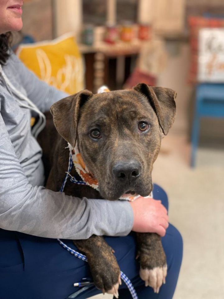 Mason, Adopted, Young Male Labrador Retriever.