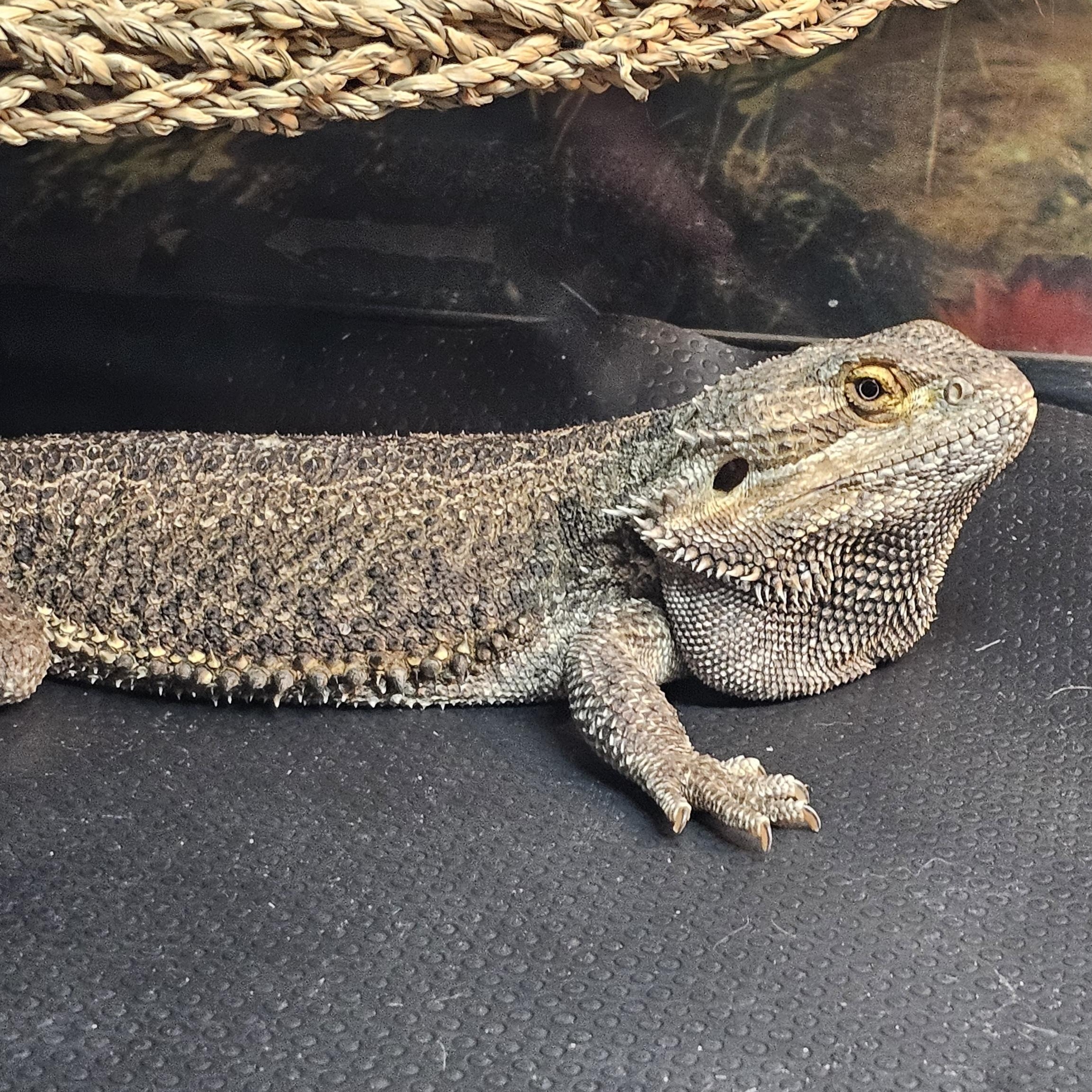 Enlarge Ralph, a Adopted Bearded Dragon in Tucson, AZ image 4/5