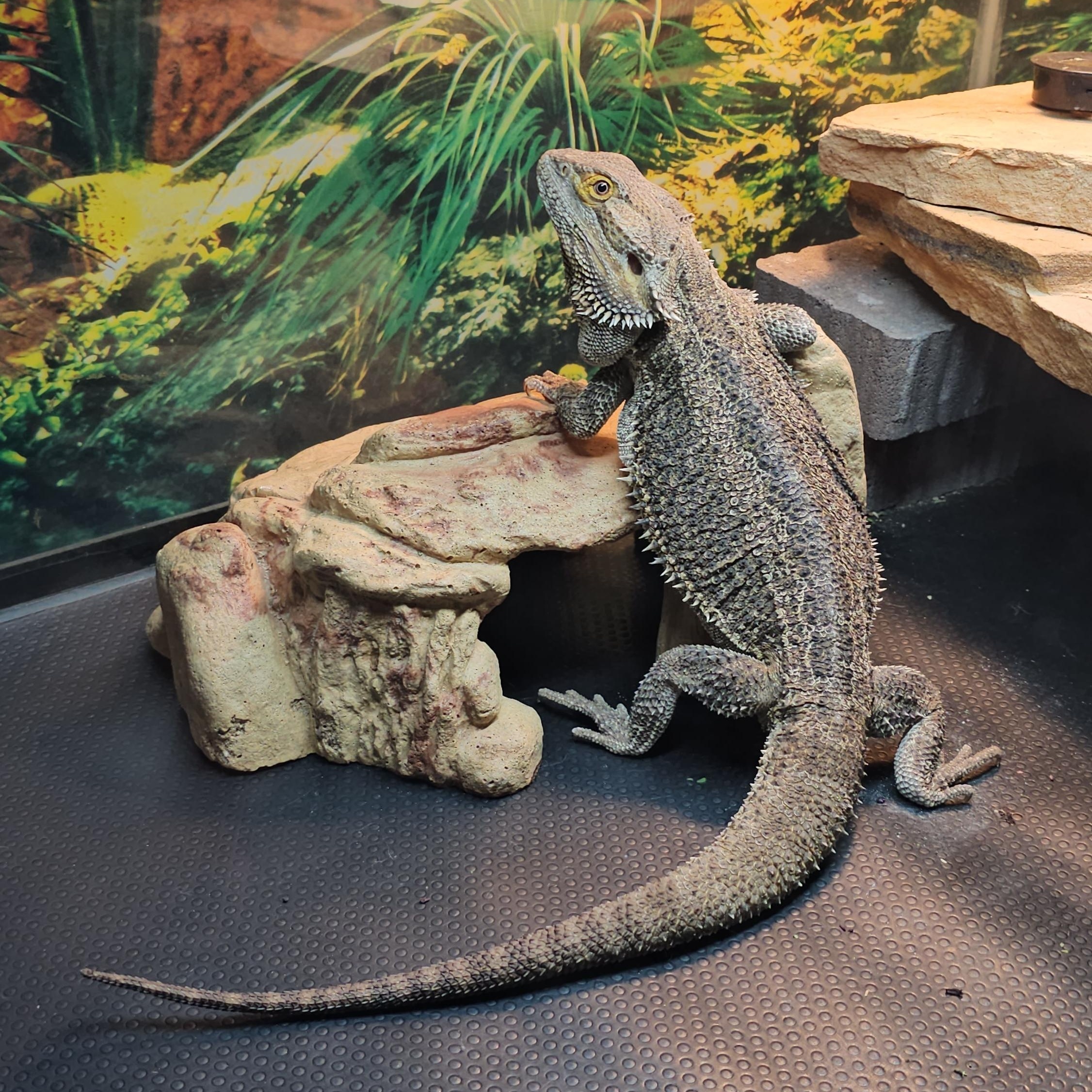 Enlarge Ralph, a Adopted Bearded Dragon in Tucson, AZ image 3/5