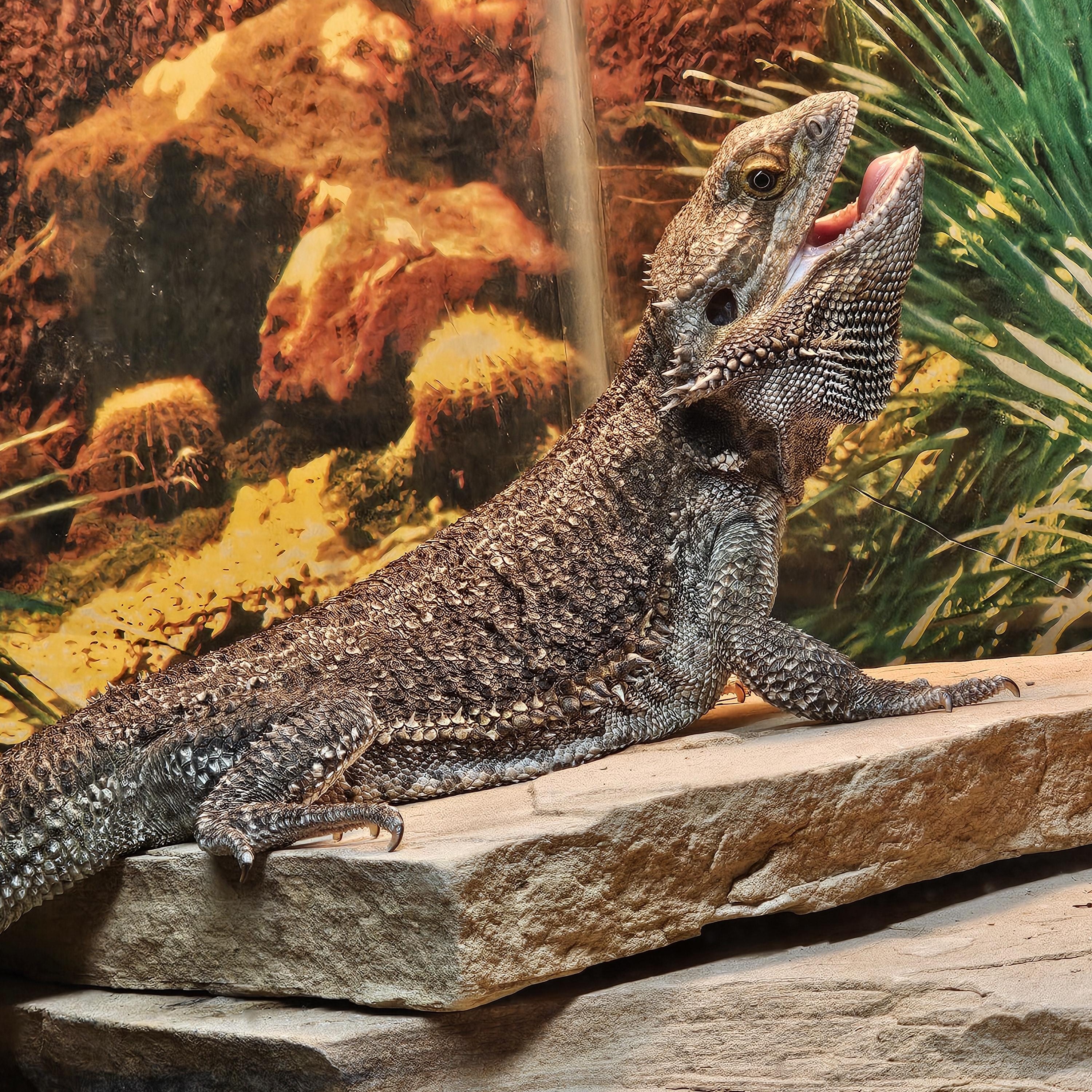 Ralph, Adopted, Adult Male Bearded Dragon.