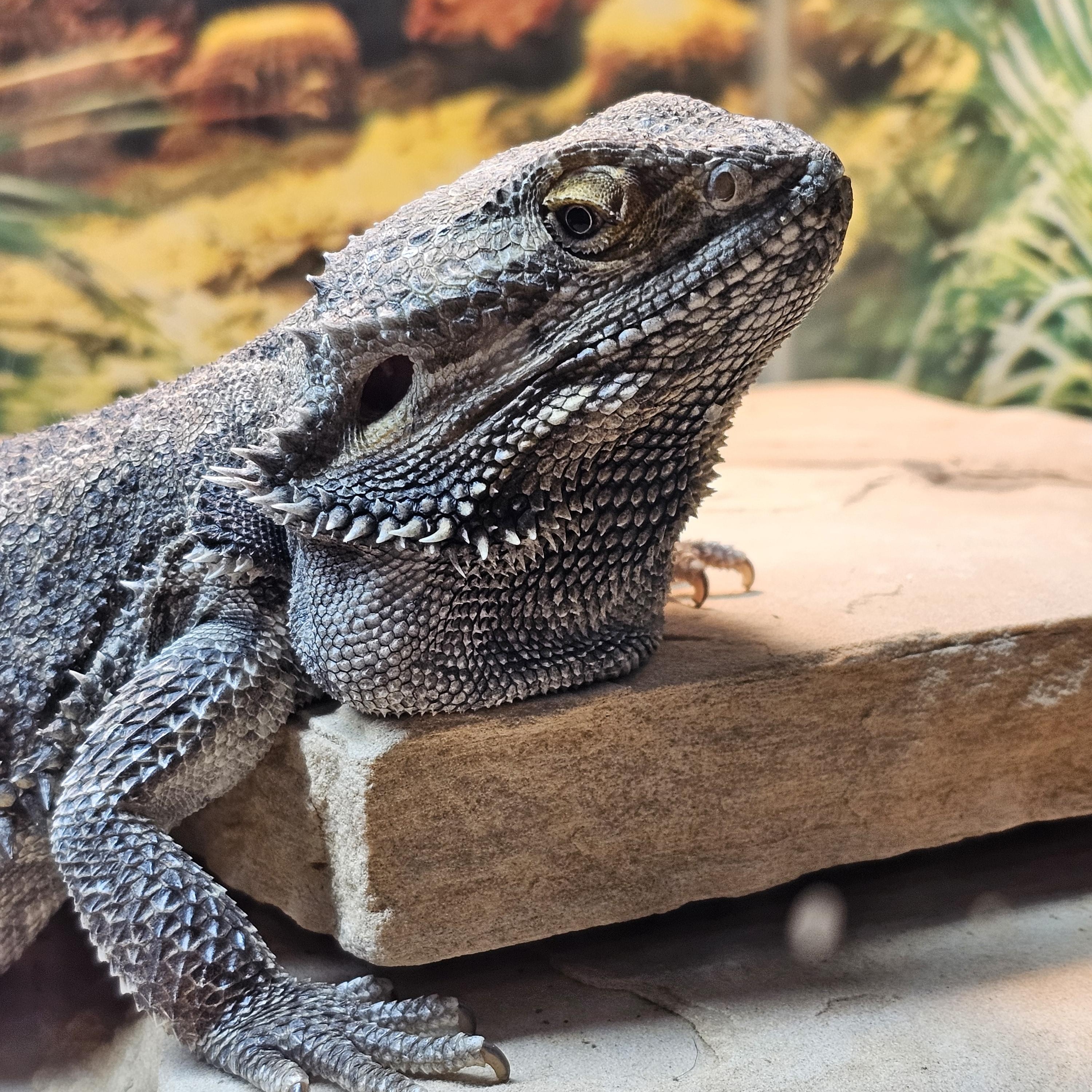Enlarge Ralph, a Adopted Bearded Dragon in Tucson, AZ image 5/5