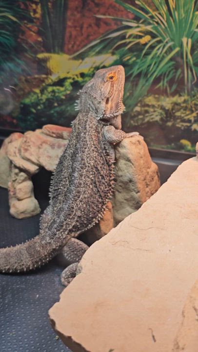 Enlarge Ralph, a Adopted Bearded Dragon in Tucson, AZ video 1/5