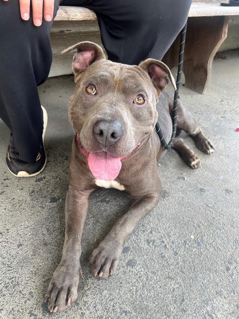 JEFF, Adoptable, Adult Male Pit Bull Terrier.