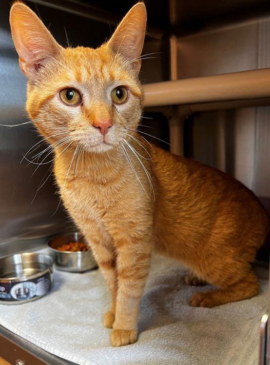 Nelson, a Adoptable Domestic Short Hair in Chattanooga, TN image 3/4