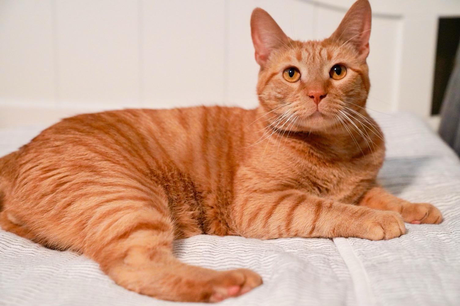 Nelson, a Adoptable Domestic Short Hair in Chattanooga, TN image 1/4