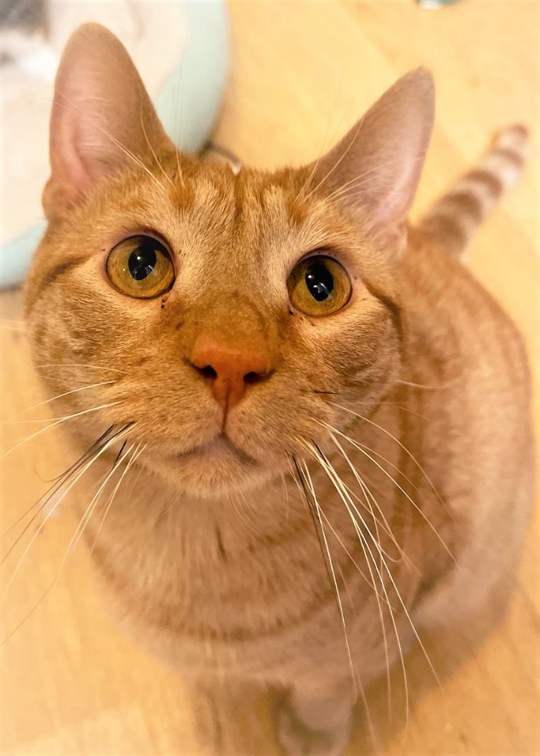 Nelson, a Adoptable Domestic Short Hair in Chattanooga, TN image 4/4