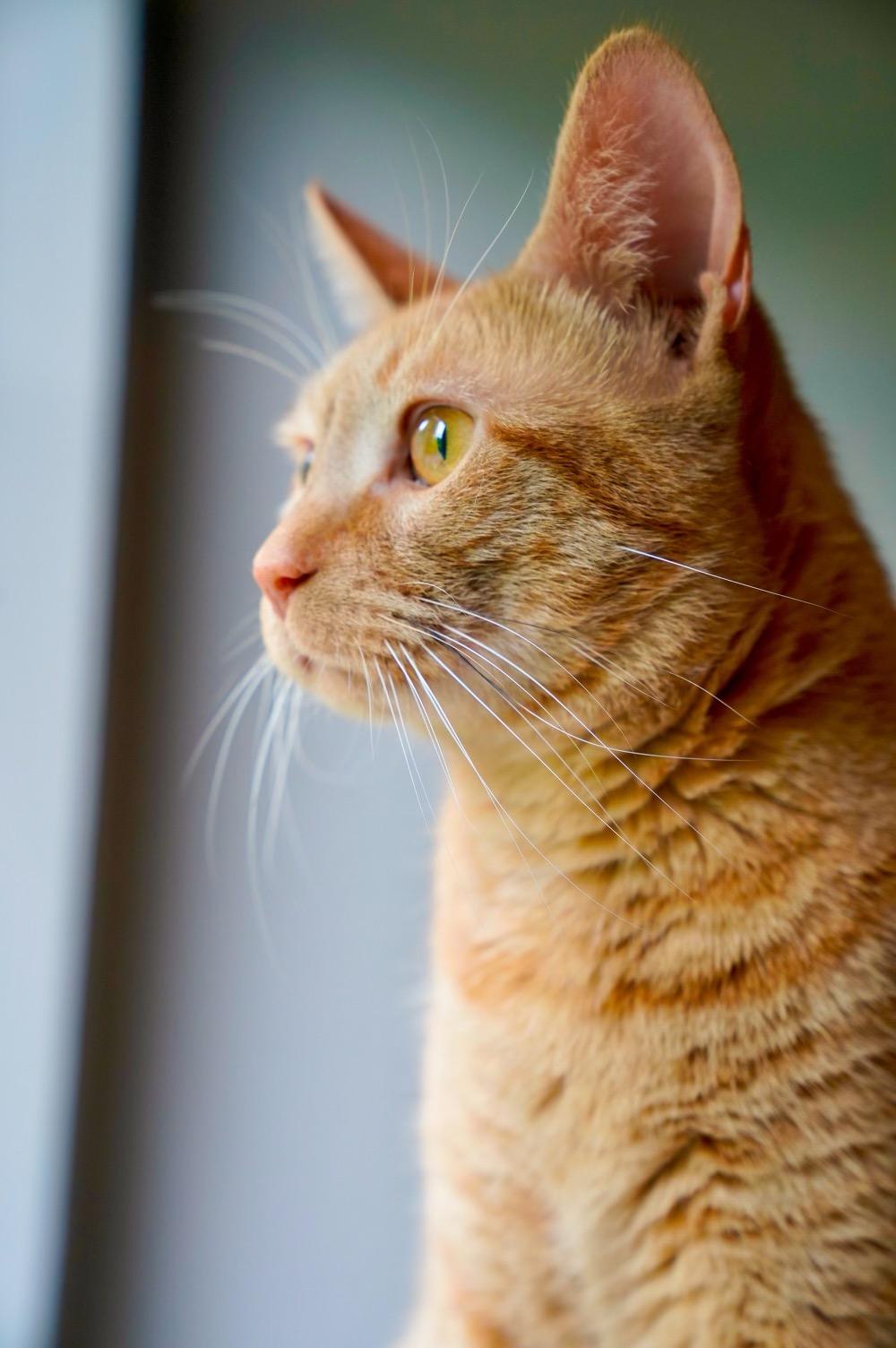 Nelson, a Adoptable Domestic Short Hair in Chattanooga, TN image 2/4