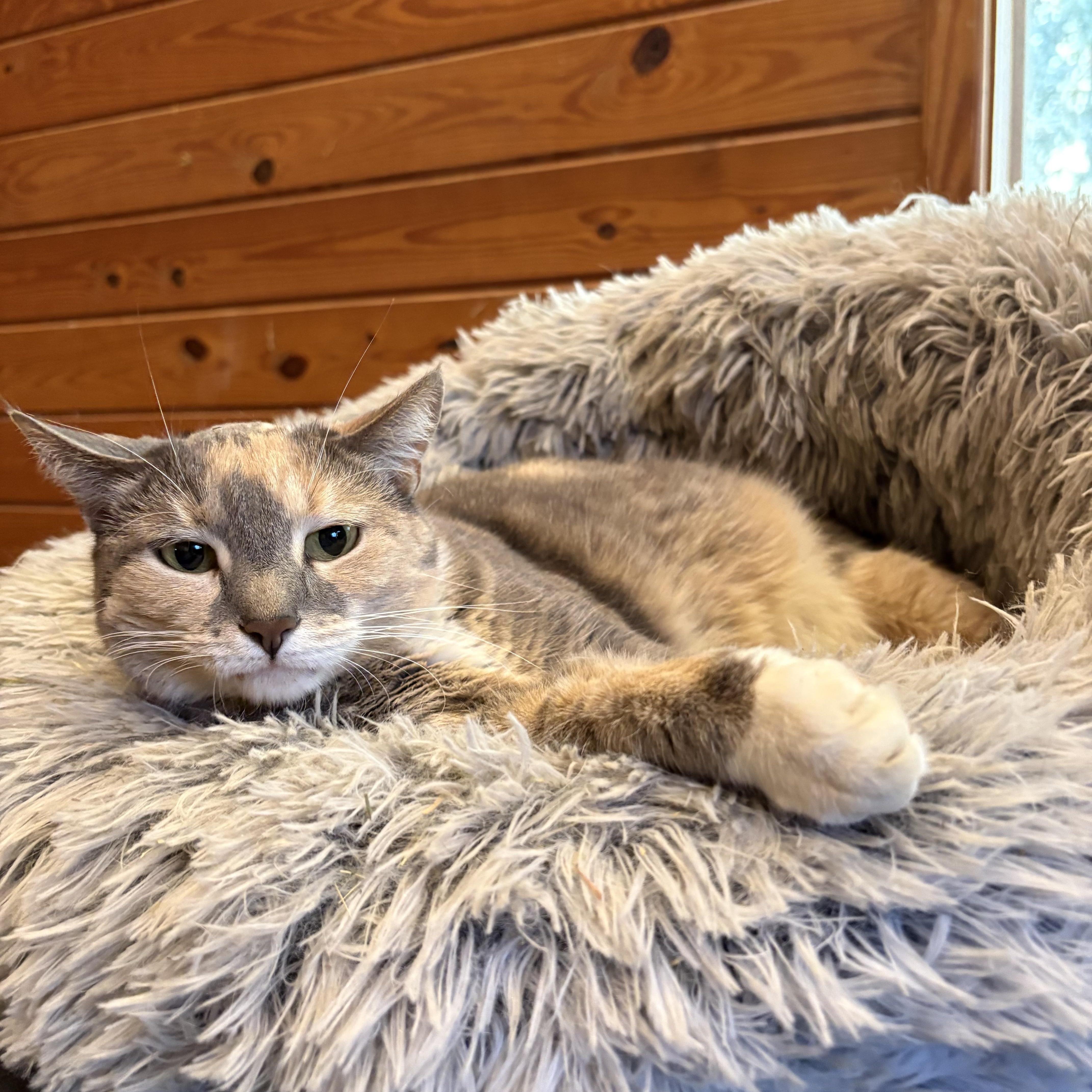 Enlarge Delilah, a Adoptable mixed breed in Ocala, FL image 3/3