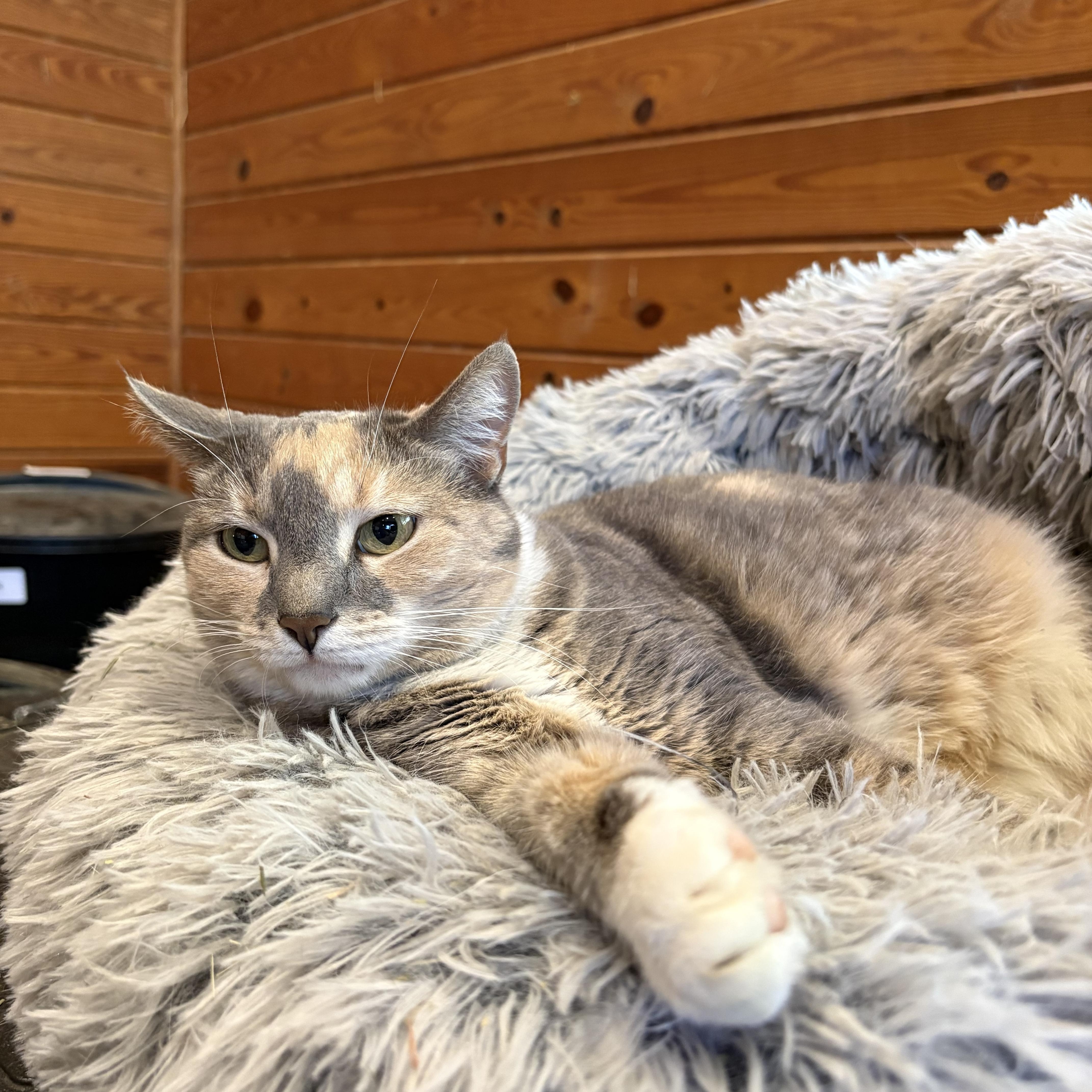 Enlarge Delilah, a Adoptable mixed breed in Ocala, FL image 2/3