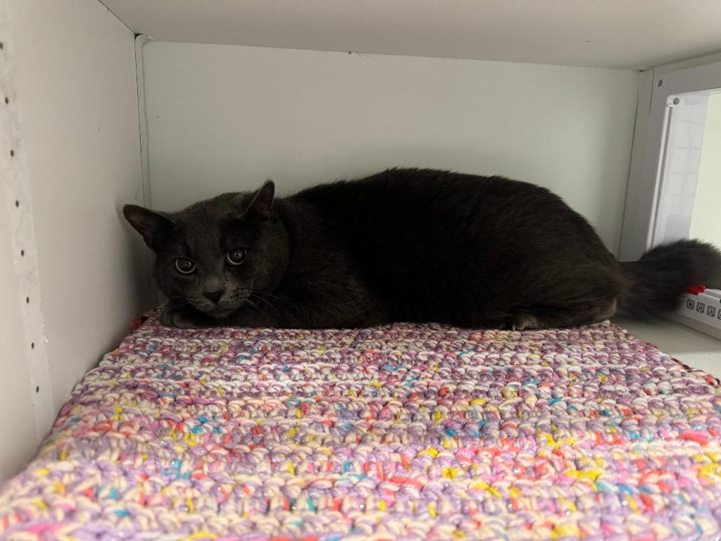 Mr. Kitty, Adopted, Young Male Domestic Short Hair.