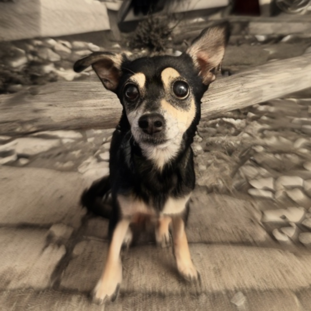 Daisy , Adopted, Senior Female Miniature Pinscher & Terrier.