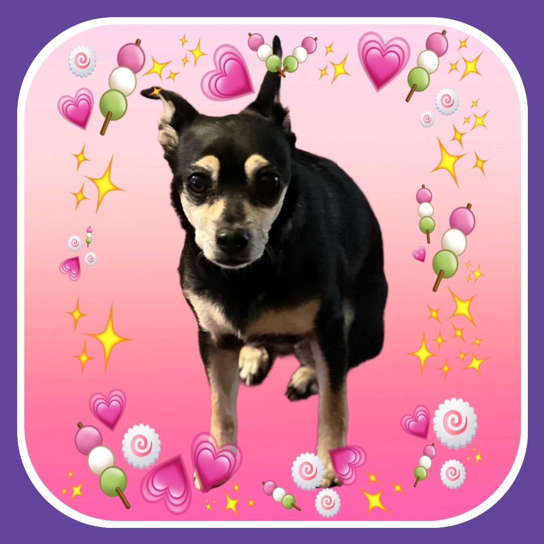 Daisy , a Adopted mixed breed in San Antonio, TX image 3/6