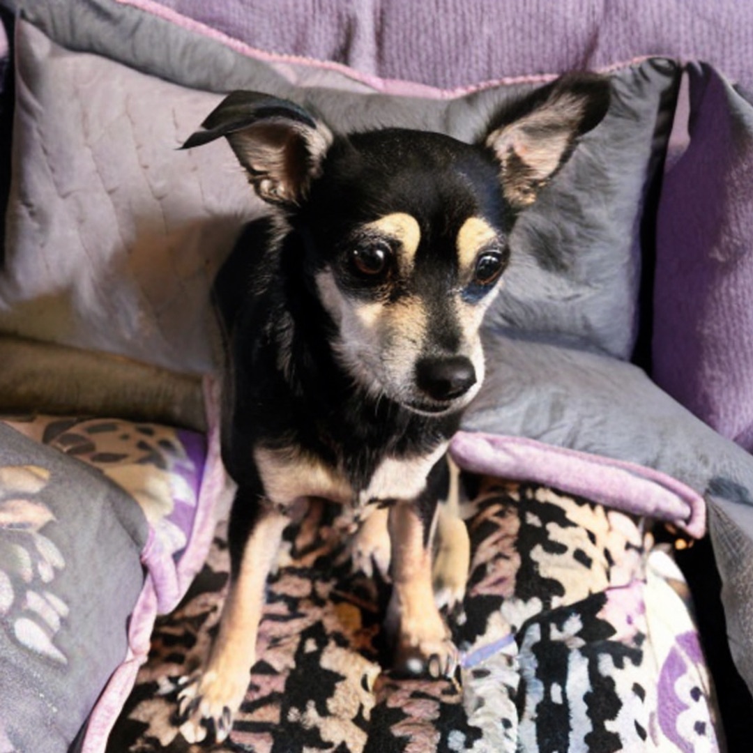 Daisy , a Adopted mixed breed in San Antonio, TX image 4/6