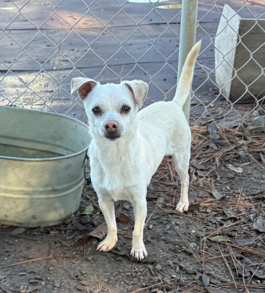 Huxley, Adopted, Young Male Chihuahua & Terrier.