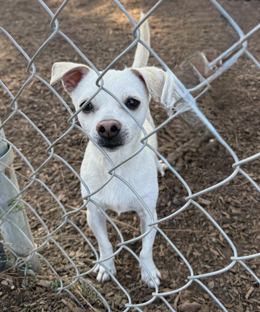 Huxley, a Adopted mixed breed in Lemoore, CA image 2/6