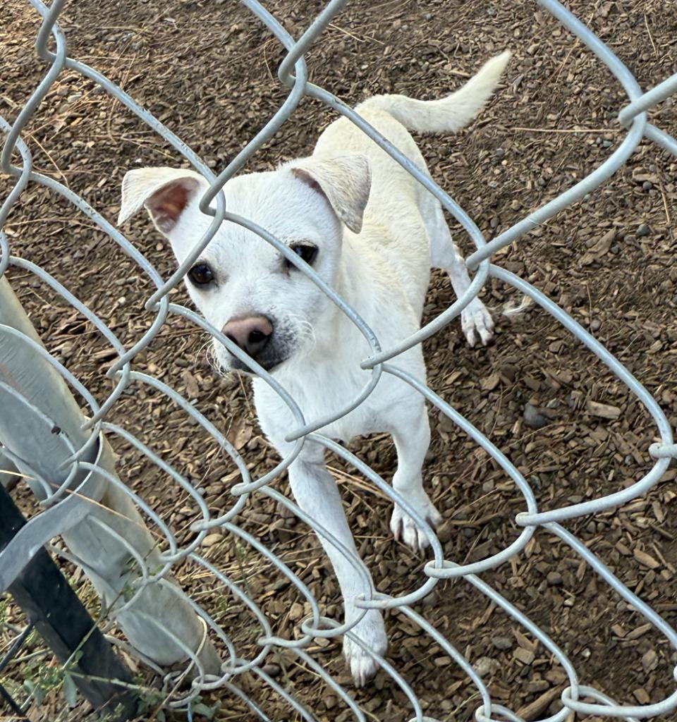 Huxley, a Adopted mixed breed in Lemoore, CA image 3/6
