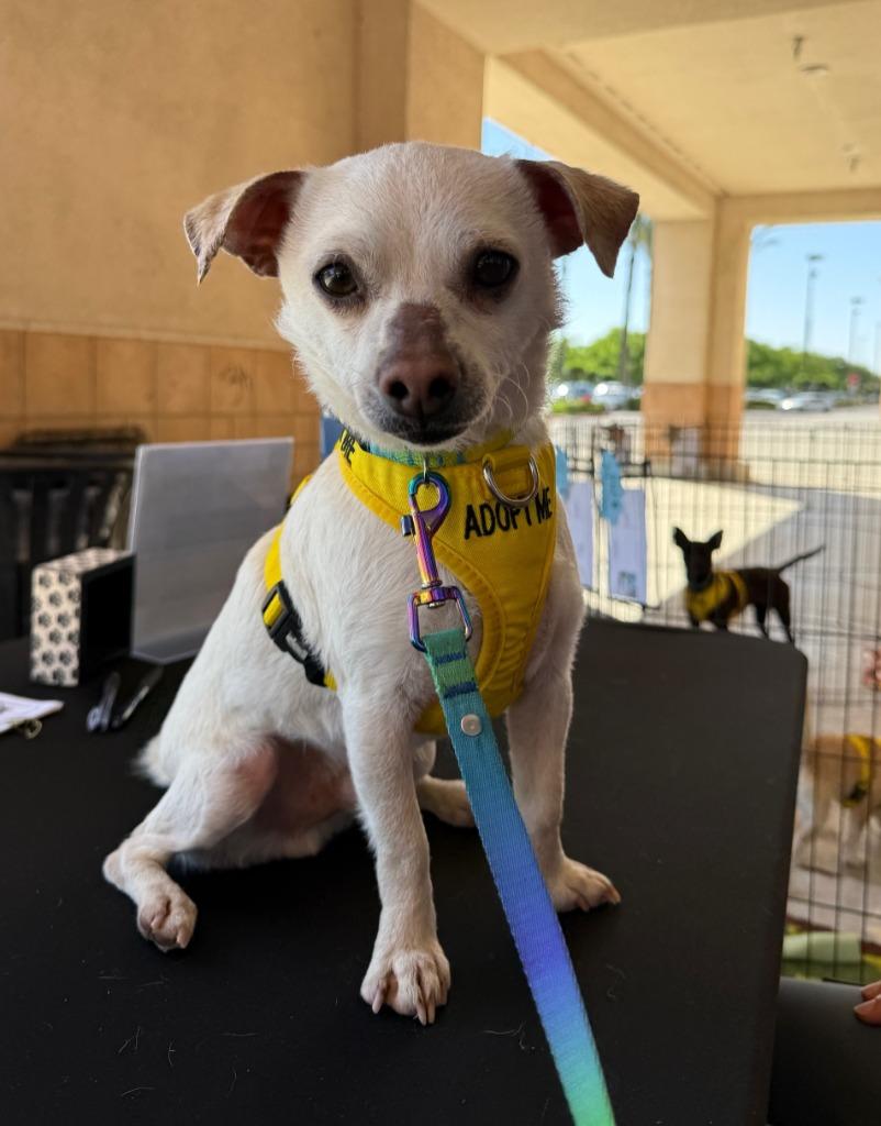Huxley, a Adopted mixed breed in Lemoore, CA image 4/6