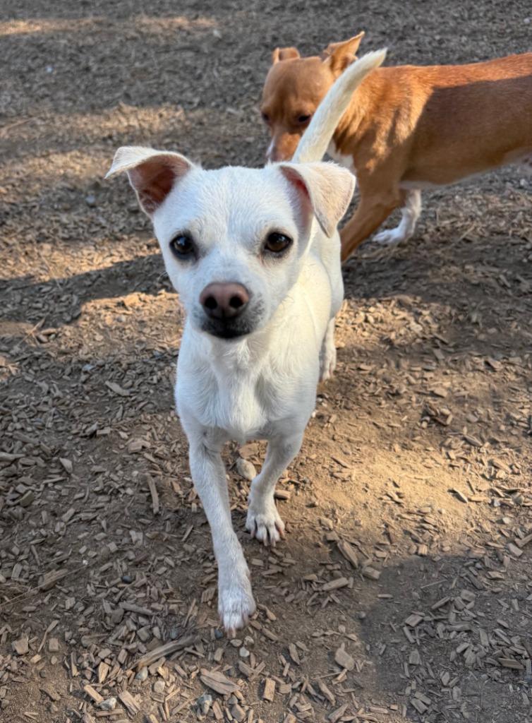 Huxley, a Adopted mixed breed in Lemoore, CA image 5/6