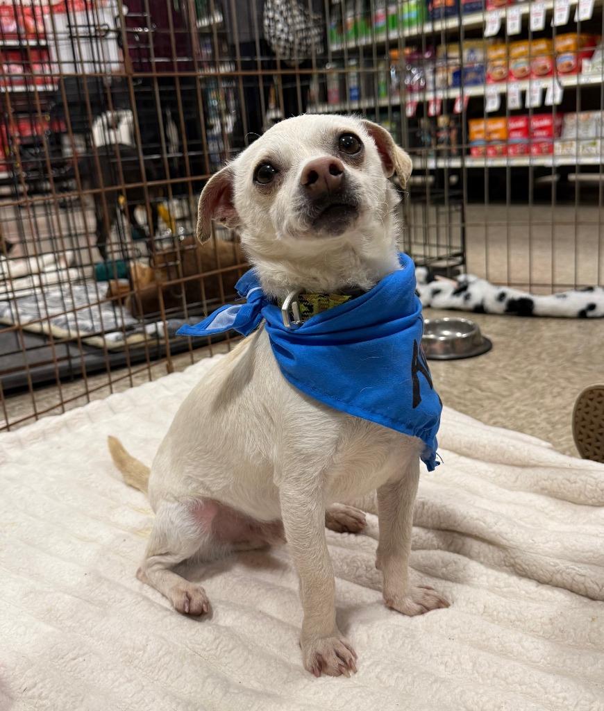 Huxley, a Adopted mixed breed in Lemoore, CA image 6/6