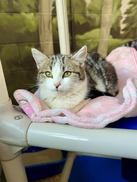 CINDY, Adoptable, Young Female Domestic Short Hair.