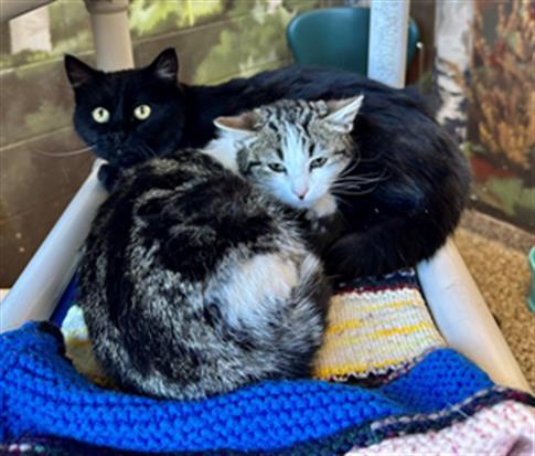 Enlarge CINDY, a Adoptable Domestic Short Hair in Frisco, CO image 1/1