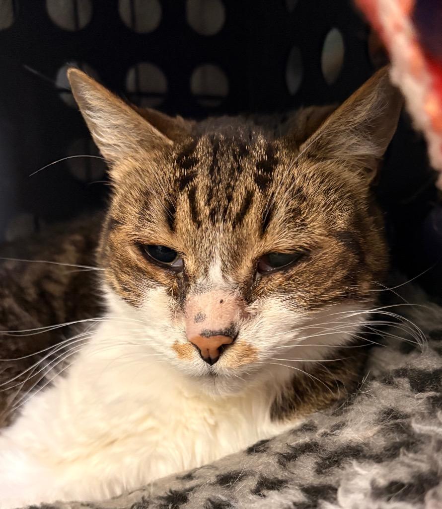 Tiki, Adoptable, Senior Female Domestic Short Hair.