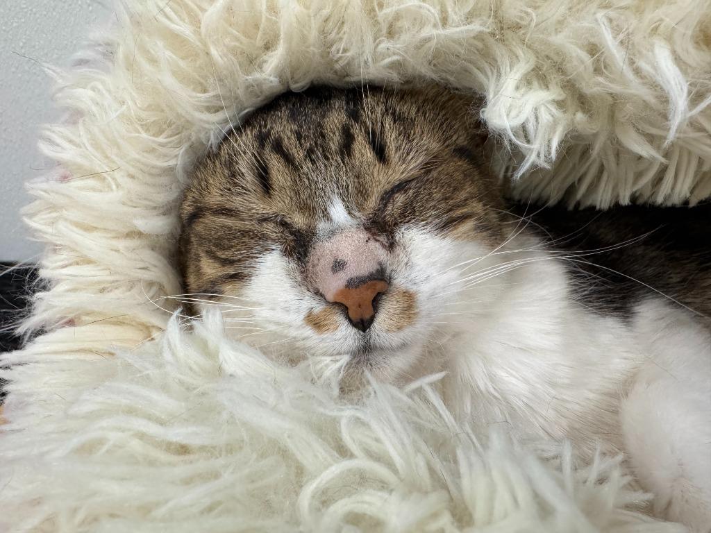 Enlarge Tiki, a Adoptable mixed breed in Cumberland, ME image 2/3