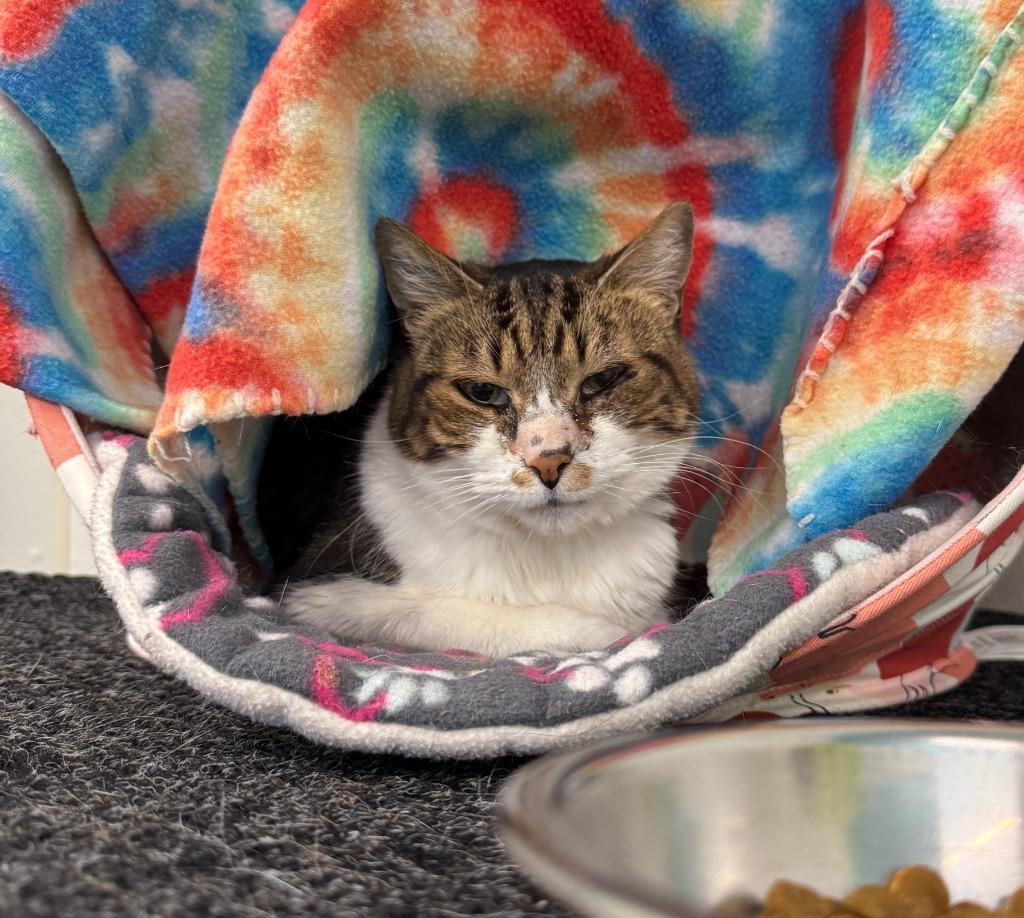 Enlarge Tiki, a Adoptable mixed breed in Cumberland, ME image 3/3