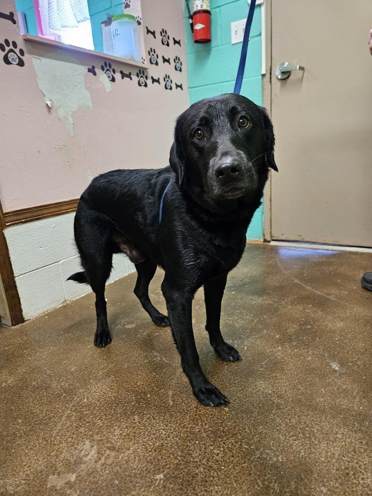 Max, Adoptable, Young Male Labrador Retriever.
