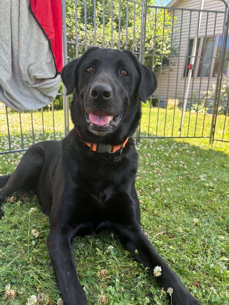 Max, a Adoptable Labrador Retriever in Deerfield, WI image 2/5