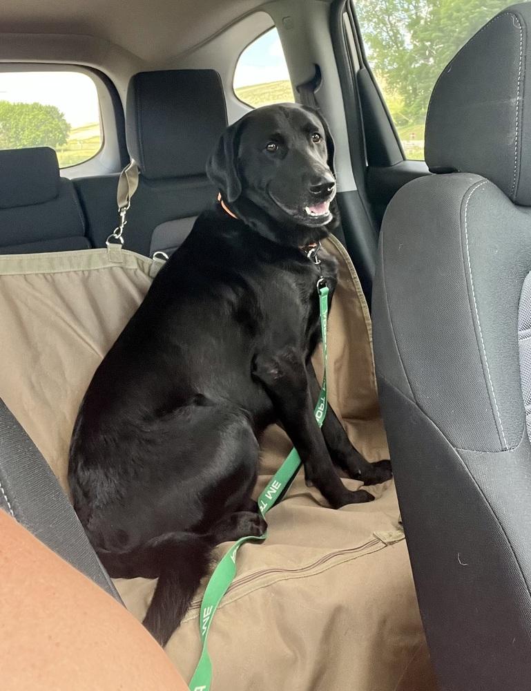 Max, a Adoptable Labrador Retriever in Deerfield, WI image 3/5
