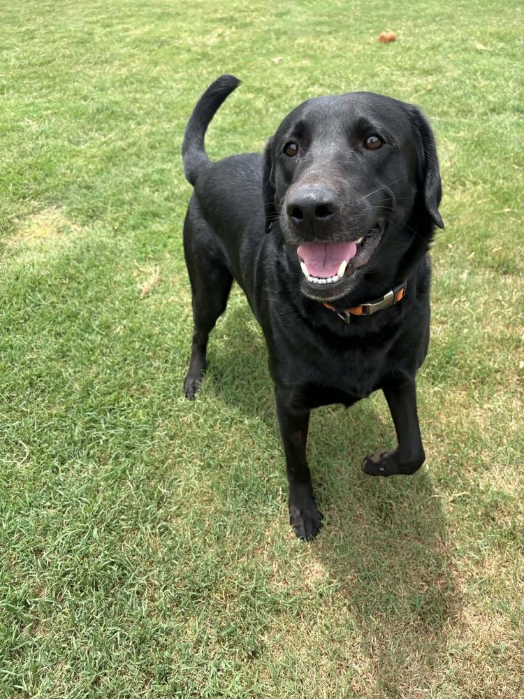 Max, a Adoptable Labrador Retriever in Deerfield, WI image 4/5
