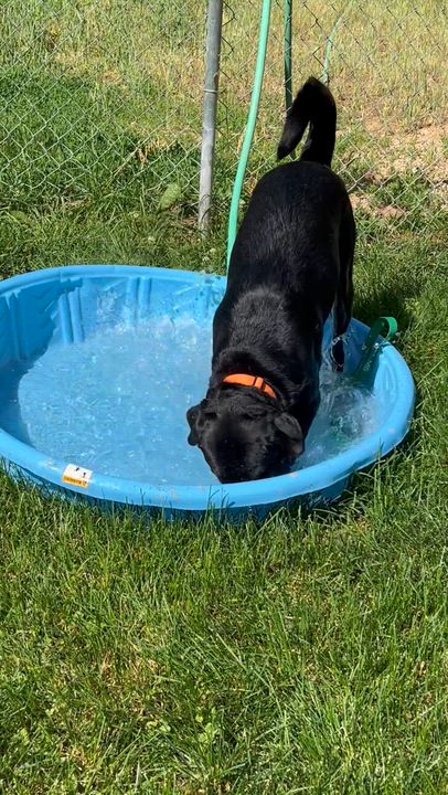 Enlarge Max, a Adoptable Labrador Retriever in Deerfield, WI video 5/5